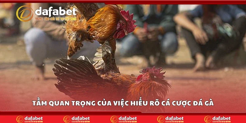 Tầm quan trọng của việc hiểu rõ cá cược đá gà