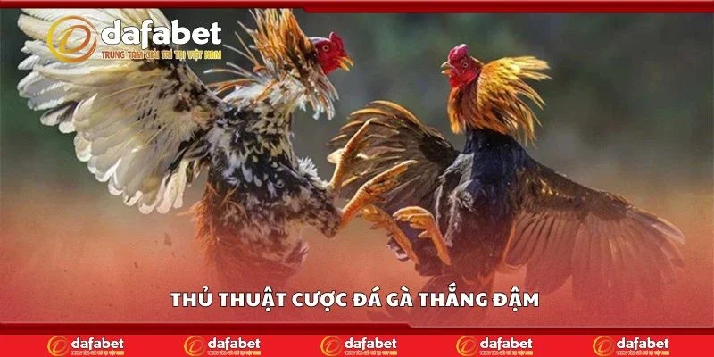 Thủ thuật cược đá gà thắng đậm 