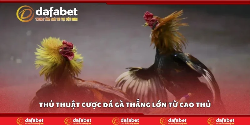 Thủ thuật cược đá gà thắng lớn từ cao thủ