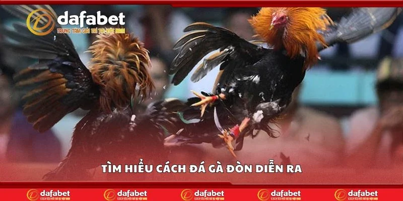 Tìm hiểu cách đá gà đòn diễn ra