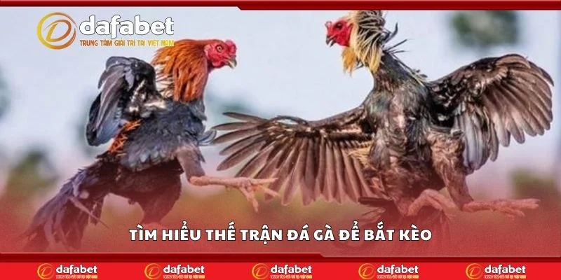 Tìm hiểu thế trận đá gà để bắt kèo