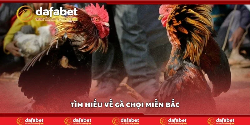 Tìm hiểu về gà chọi miền Bắc