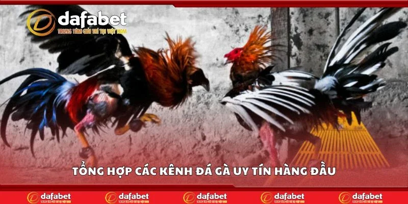 Tổng hợp các kênh đá gà uy tín hàng đầu