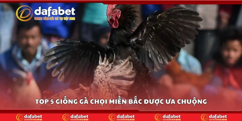 Top 5 giống gà chọi miền Bắc được ưa chuộng