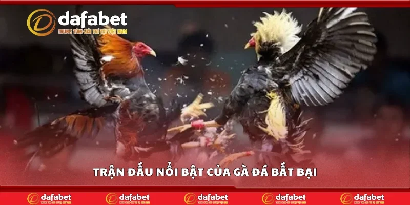 Trận đấu nổi bật của gà đá bất bại