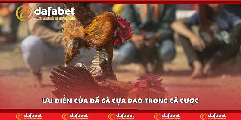 Ưu điểm của đá gà cựa dao trong cá cược
